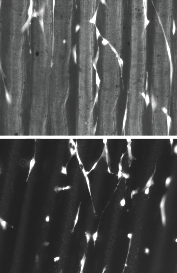 3d printed cells